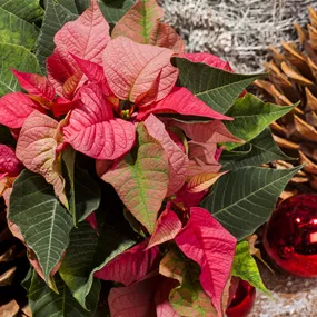 Euphorbia pulcherrima