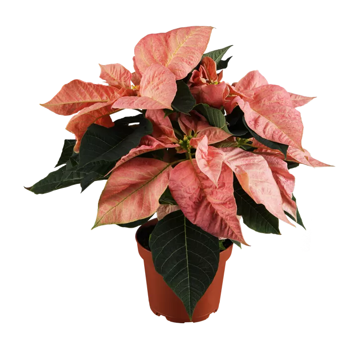 Weihnachtsstern, 4-6-blütig