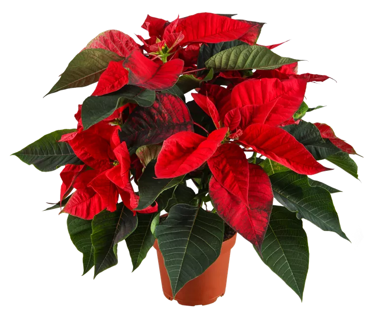 Euphorbia pulcherrima, Weihnachtsstern - Bellaflora
