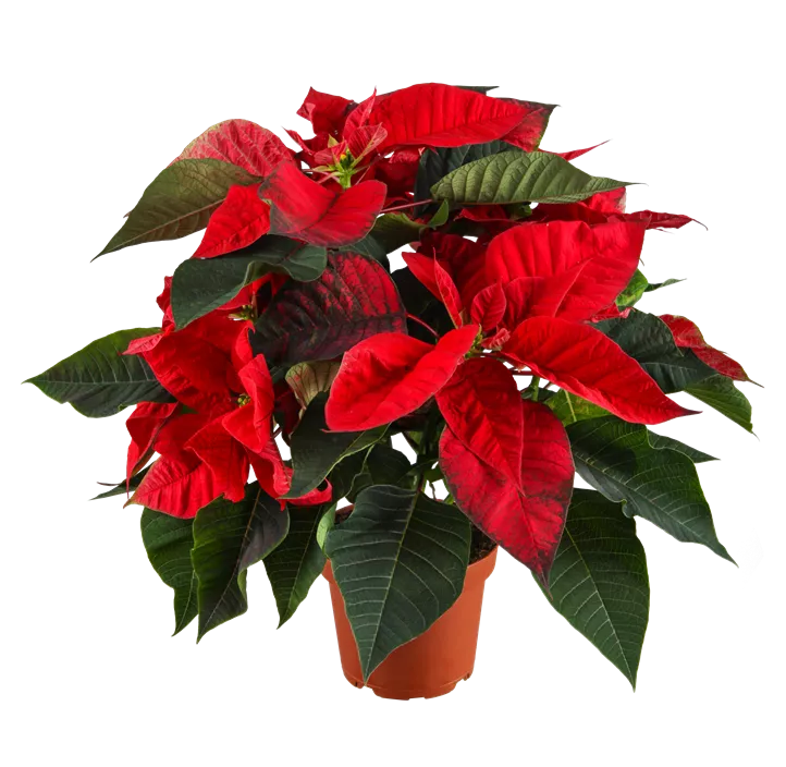 Weihnachtsstern, 4-6-blütig