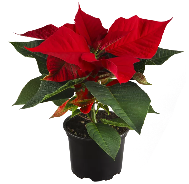 Weihnachtsstern, 1-blütig