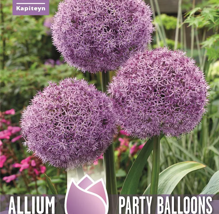 Allium Party Balloons Allium Party Balloons