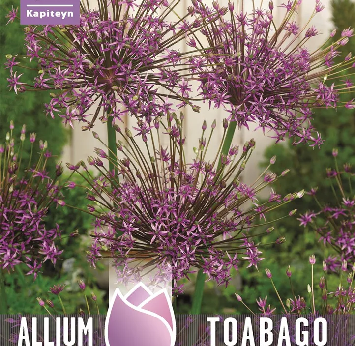 Allium 'Toabago'