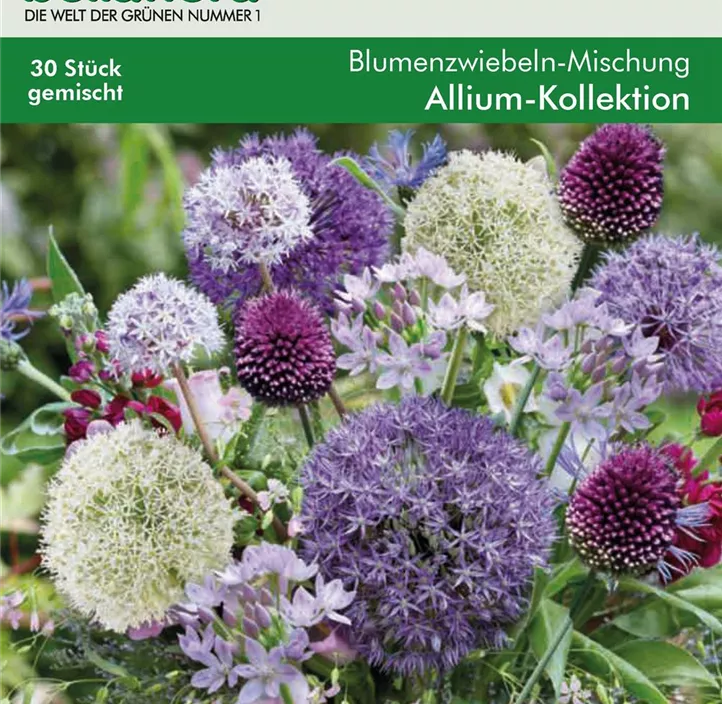 Blumenzwiebel Mischung Allium Kollektion Blumenzwiebel Mischung Allium Kollektion