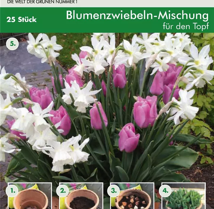 Blumenzwiebel Mischung Patio Blumenzwiebel Mischung Patio