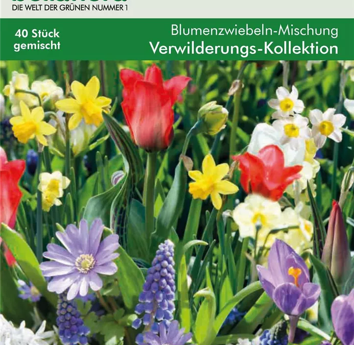 Blumenzwiebel Wildblumen-Kollektion Blumenzwiebel Wildblumen-Kollektion