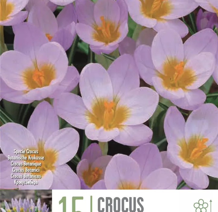 Krokus sieberi  Krokus sieberi