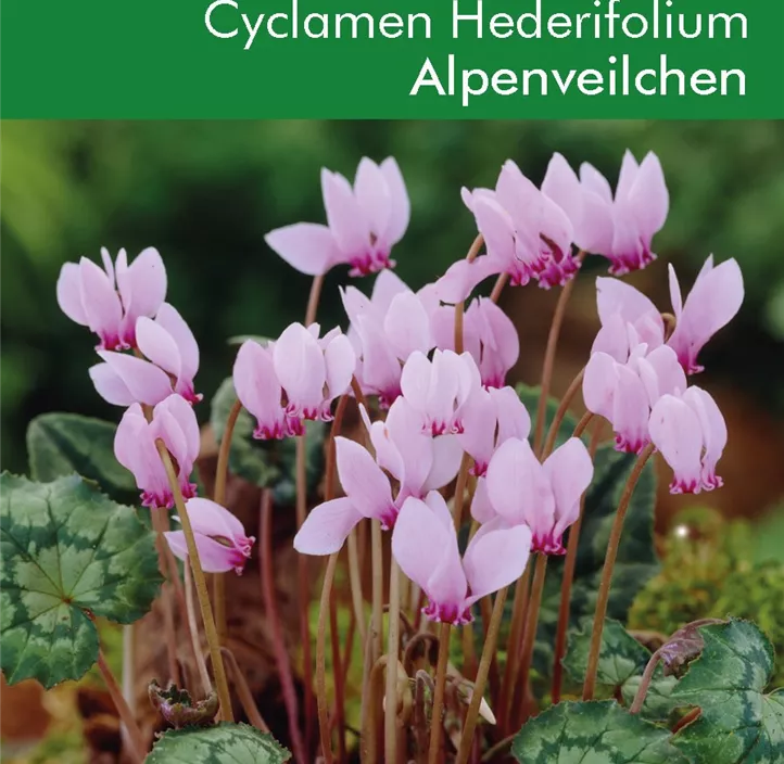 Cyclamen hederifolium XXL lose Cyclamen hederifolium XXL lose