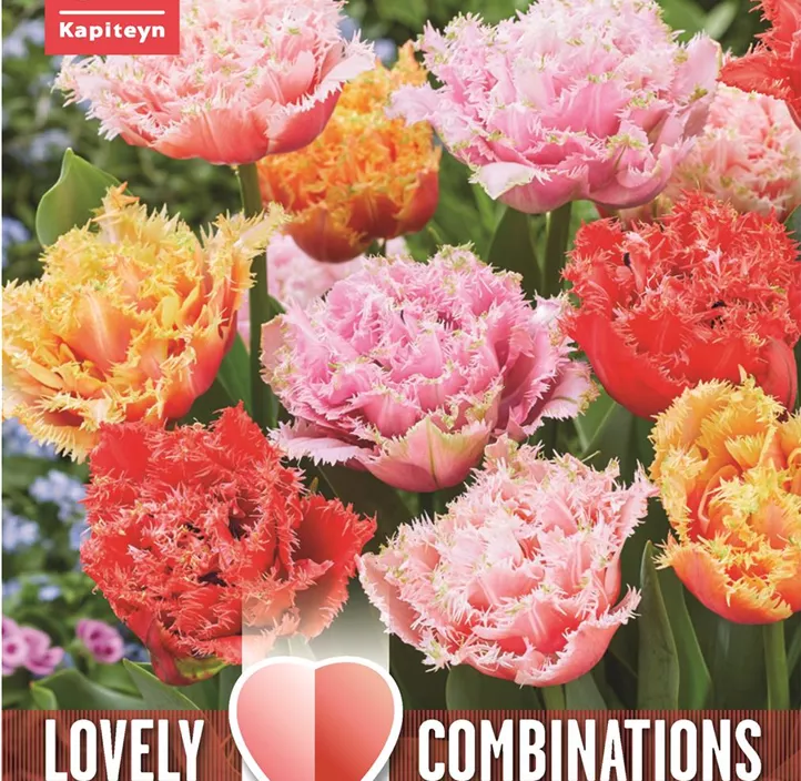 Farbcombi gefüllte gefranste Tulpe Mischung Farbcombi gefüllte gefranste Tulpe Mischung