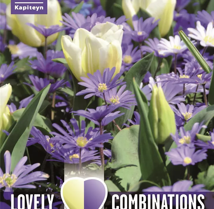 Farbkombi Anemone blau und Tulpe weiß Farbkombi Anemone blau und Tulpe weiß