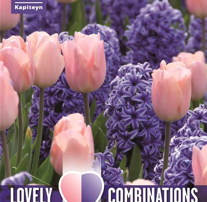 Farbkombi Hyazinthe blau und Tulpe apricot Farbkombi Hyazinthe blau und Tulpe apricot