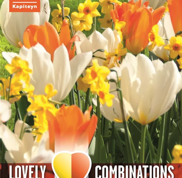 Farbkombi Tulpe orange/weiß und Narzisse gelb/orange Farbkombi Tulpe orange/weiß und Narzisse gelb/orange
