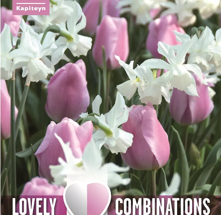 Farbkombi Tulpe rosa und Narzisse weiß Farbkombi Tulpe rosa und Narzisse weiß