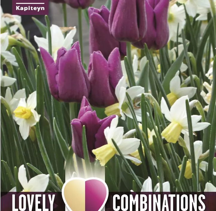 Farbkombi Tulpe violett und Narizisse weiß Farbkombi Tulpe violett und Narizisse weiß