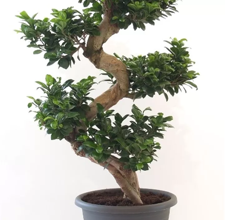 Chinesische Feige Chinesische Feige