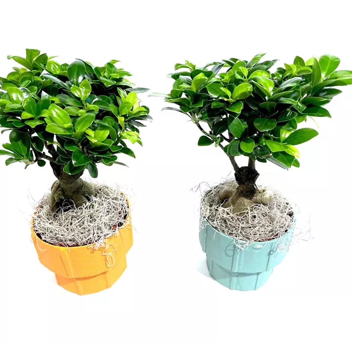 Chinesische Feige 'Ginseng' Chinesische Feige 'Ginseng'