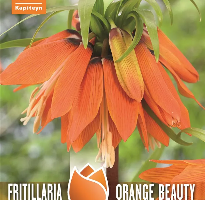 Fritillaria 'Orange Beauty' Fritillaria 'Orange Beauty'