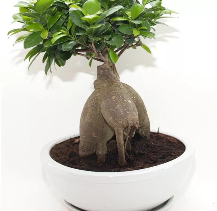 Chinesische Feige Chinesische Feige