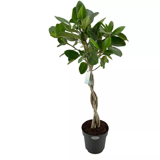 Ficus benghalensis Audrey Flachgeflecht, Banyanbaum 'Audrey' - Bellaflora