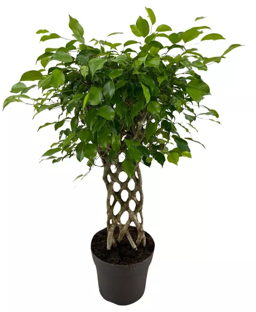 Ficus benjamina exotica Matte, Birken-Feige 'Exotica' - Bellaflora
