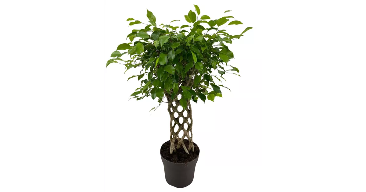 Ficus benjamina exotica Matte, BirkenFeige 'Exotica' Bellaflora