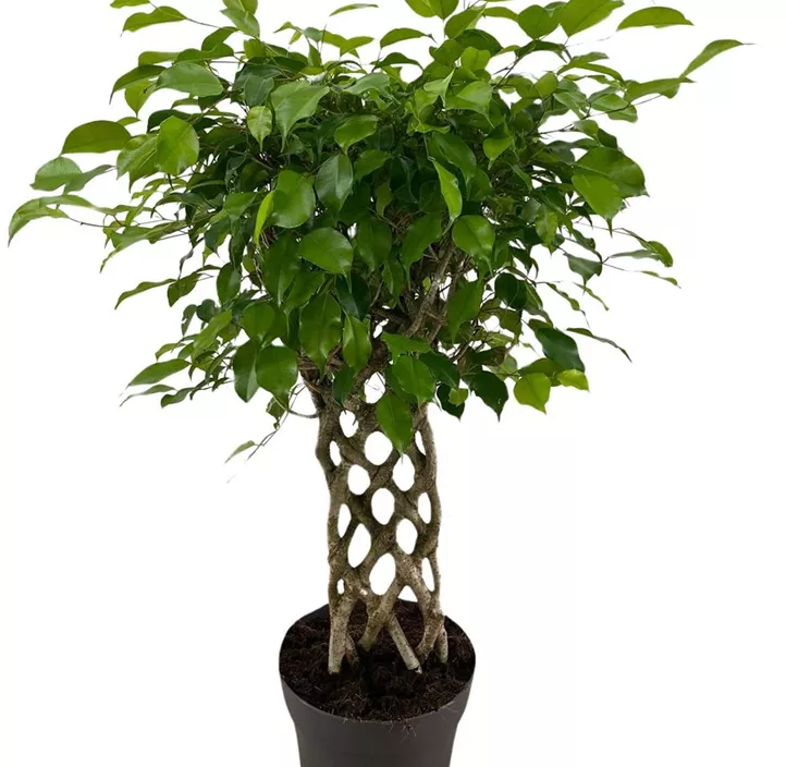 Birken-Feige 'Exotica' Birken-Feige 'Exotica'