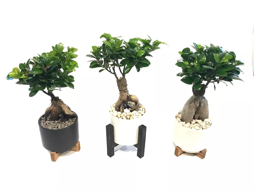Ficus Ginseng auf Holzgestell, Chinesische Feige 'Ginseng' - Bellaflora