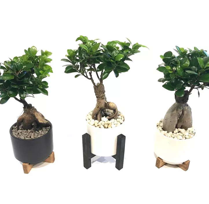 Chinesische Feige 'Ginseng' Chinesische Feige 'Ginseng'