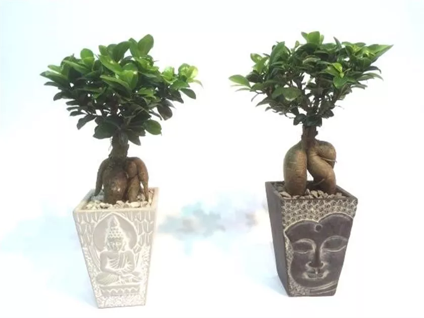 Ficus Ginseng Bonsai in Betongef Asia, Chinesische Feige - Bellaflora