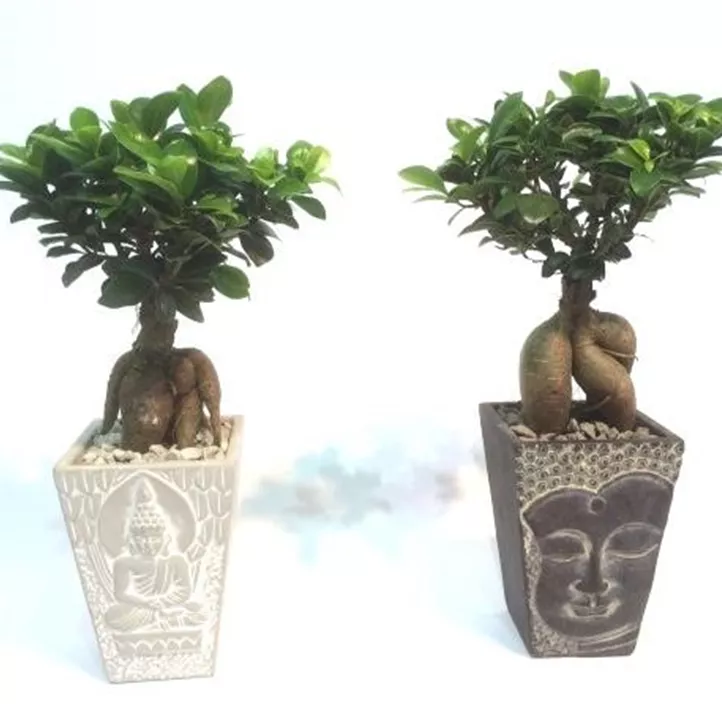 Chinesische Feige Chinesische Feige