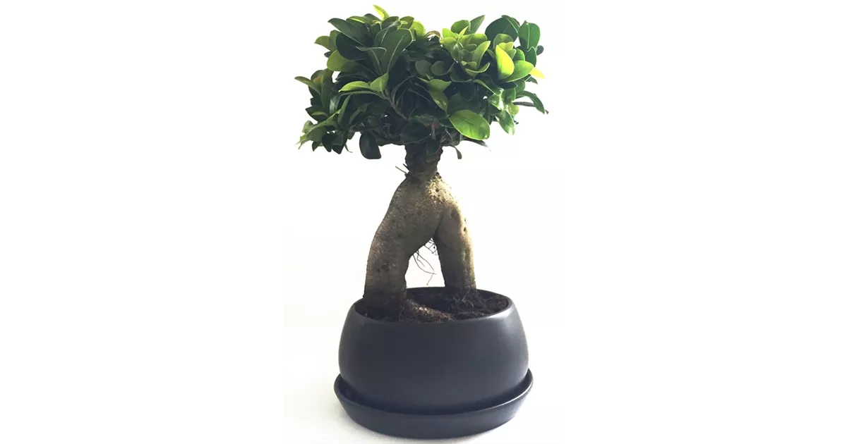 Ficus Ginseng runde Schale, Chinesische Feige 'Ginseng' - Bellaflora