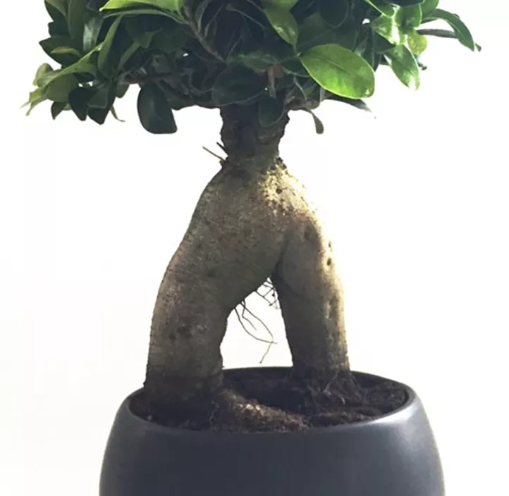 Chinesische Feige 'Ginseng' Chinesische Feige 'Ginseng'