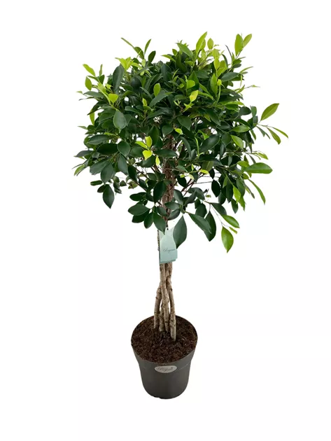 Ficus Nitida geflochtener Stamm, Birken-Feige Nitida - Bellaflora