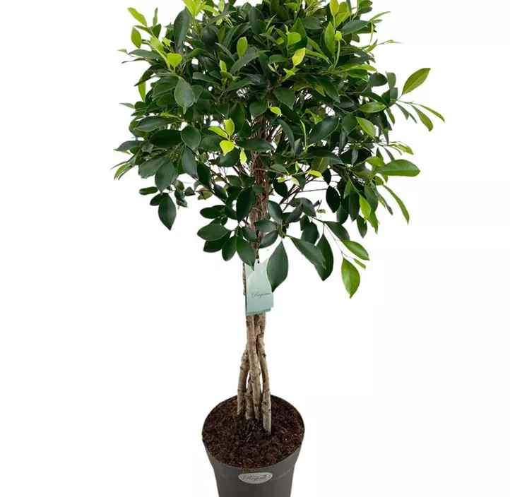 Birken-Feige Nitida Birken-Feige Nitida