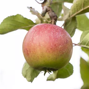 Malus domestica Piros Malus domestica Piros