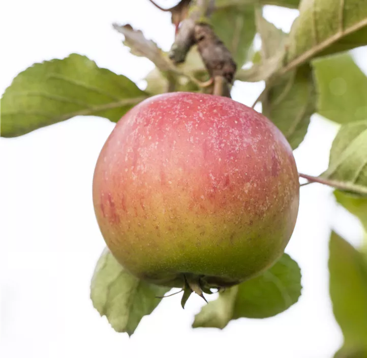 Säulenapfel 'Goldcats'(s) Säulenapfel 'Goldcats'(s)