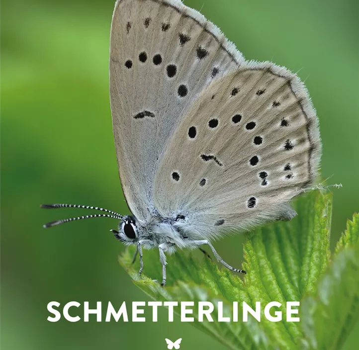 Schmetterlinge