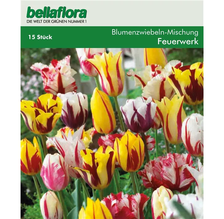 Tulipa Fireworks Kombi