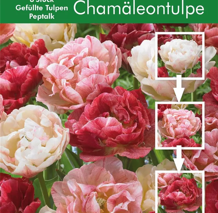 Tulipa hybride gefüllt Peptalk