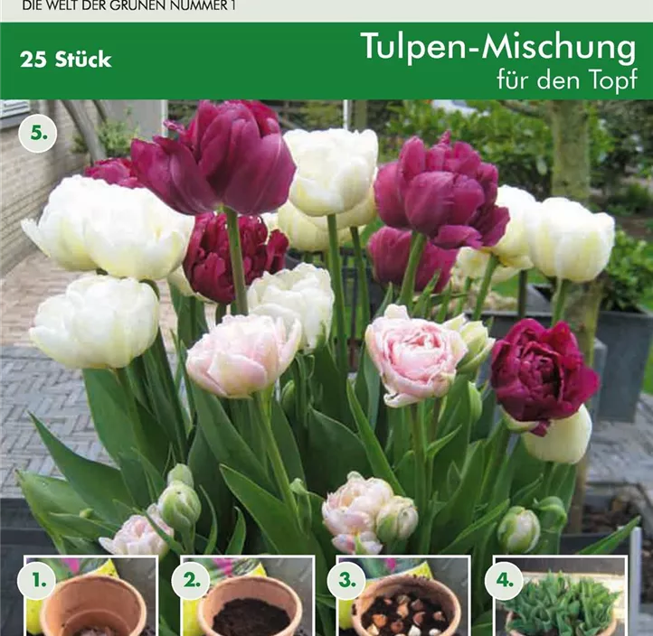 Tulpen Mischung Patio Tulpen Mischung Patio