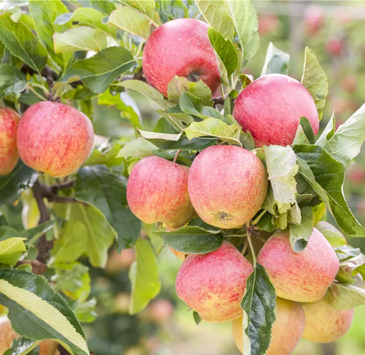 Apfel 'Gravensteiner' Apfel 'Gravensteiner'