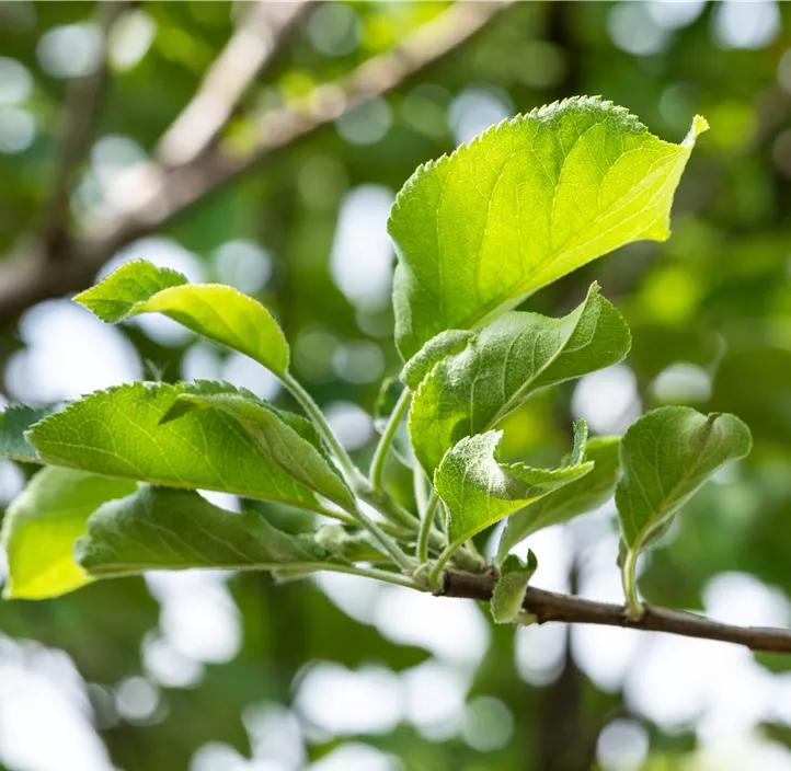 Apfel 'Gravensteiner' Apfel 'Gravensteiner'