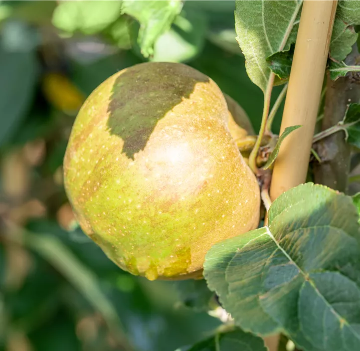 Apfel 'Gravensteiner' Apfel 'Gravensteiner'