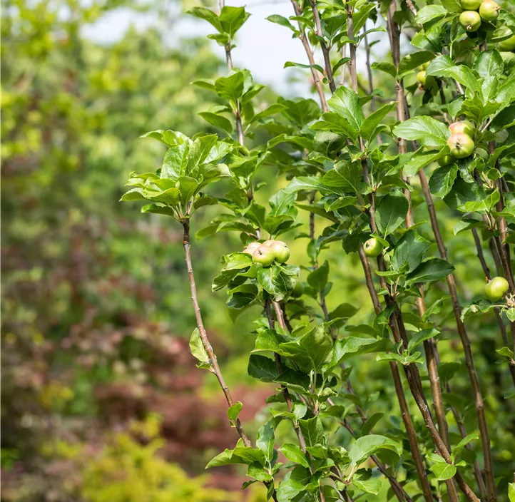 Apfel 'James Grieve' Apfel 'James Grieve'