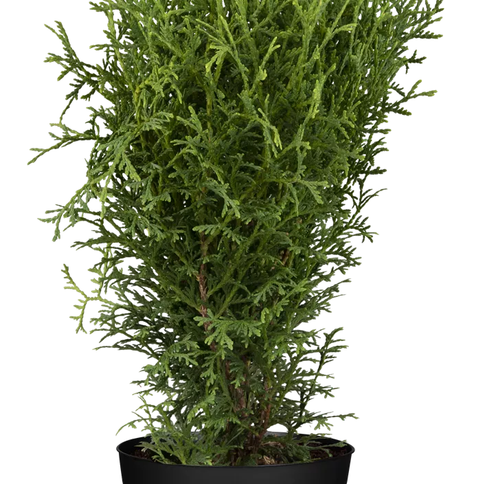 Scheinzypresse Pompon