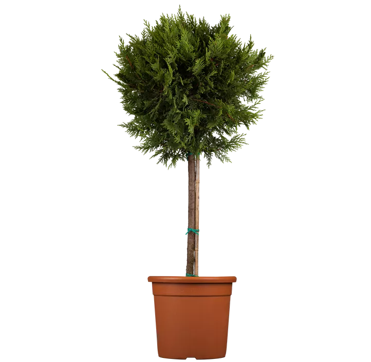 Cupressocyparis leylandii Castlewellan Gold Ministamm, 5 l Topf, Gelbe