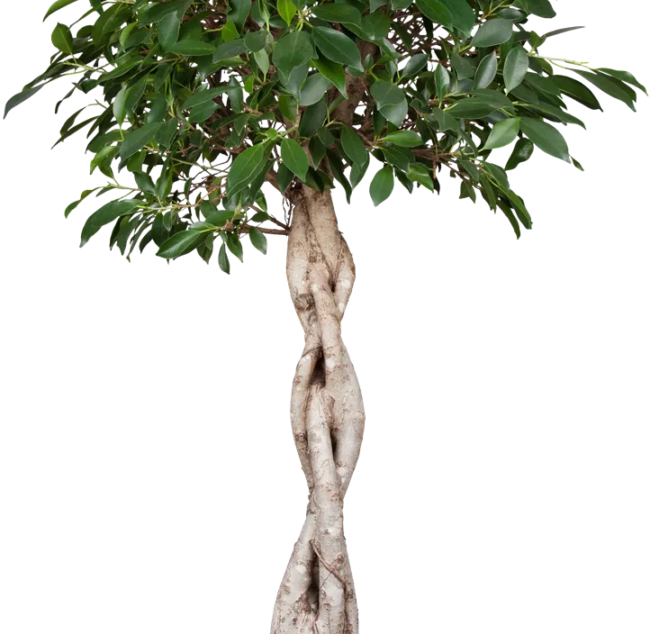 Chinesische Feige Chinesische Feige