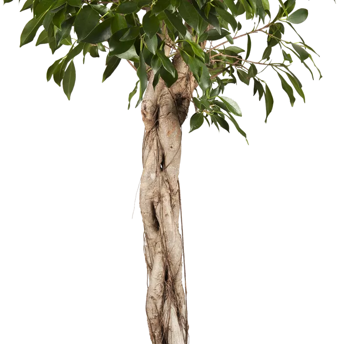 Chinesische Feige Chinesische Feige