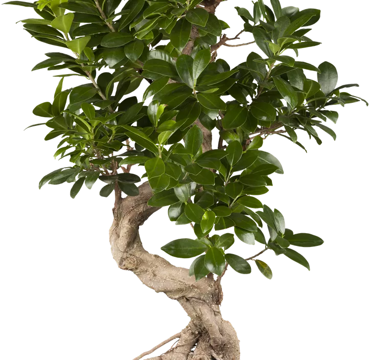 Chinesische Feige Chinesische Feige