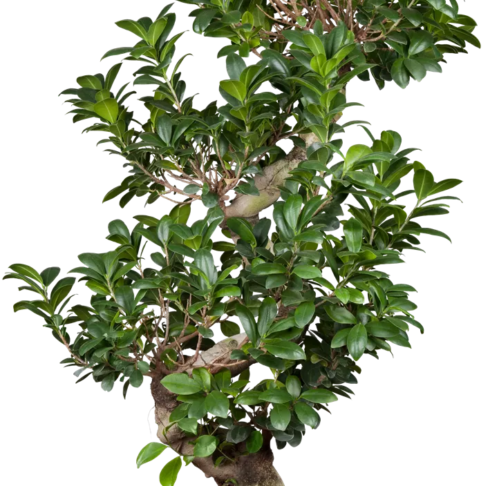 Chinesische Feige Chinesische Feige